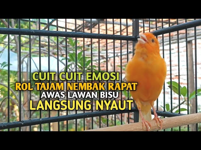 kenari gacor panjang Cuit Cuit EMOSI, Pancingan Kenari Paud Belajar Bunyi, terapi AMPUH Kenari MACET