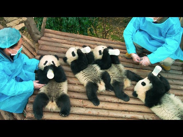 PANDAS - OFFICIAL TRAILER [HD]