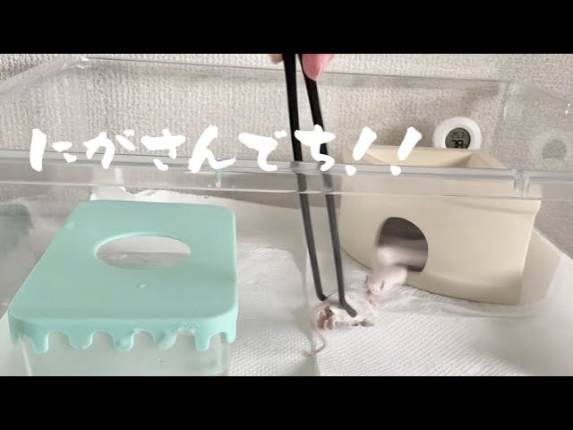 55. 食べるのが下手な白蛇ちゃんと、食べられたくない🐹| A White Snake Who’s Bad at Eating| A Mouse Fights Back