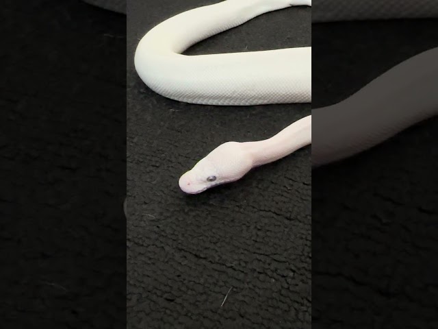 All white snake with blue eyes💙🔥 #ballpython #pet #animal reptile #snake #wildlife #nature #cute