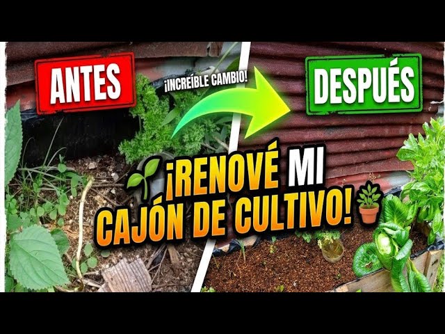 🌱 ¡RENOVÉ MI CAJÓN DE CULTIVO! 🪴 Limpieza, compost y nuevas plantas | ¿Qué sembraremos?