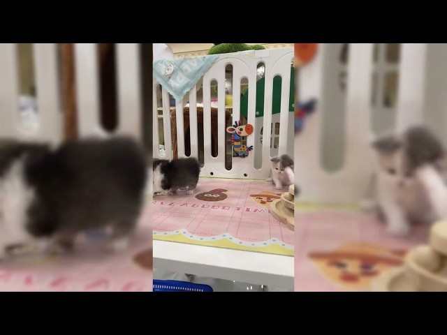 Tiny Kittens Discover Their World at the Cat Market