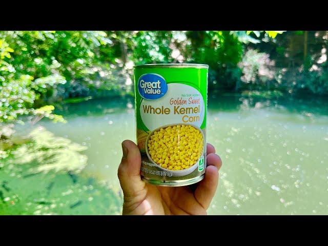 Corn Could be the Best Panfish Bait Ever!