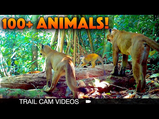 Wildlife Trail Camera Video Captures 46 Species Jungle Animals (2024)