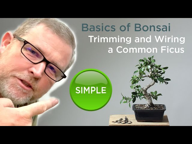 Bonsaify | Basics of Bonsai: Trimming and Wiring a Ficus Tree