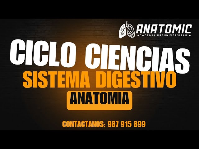 SISTEMA DIGESTIVO | CICLO CIENCIAS