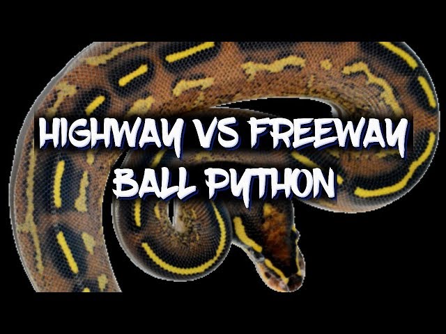 Highway and Freeway Ball Pythons!