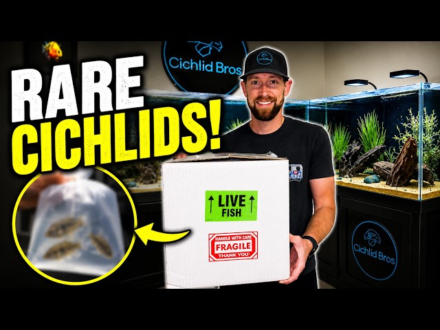 Unboxing RARE South American Cichlids (My Dream Fish Finally Arrived!)