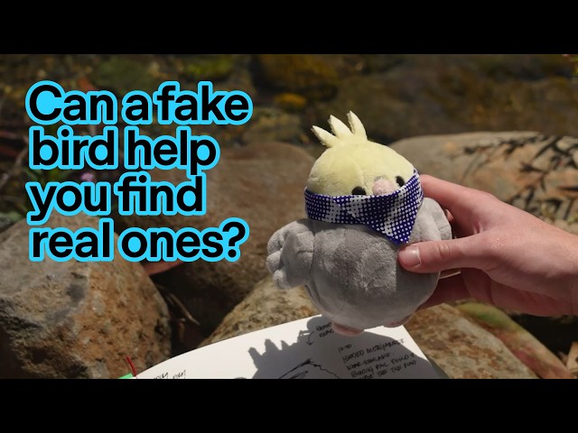 Meet Birding Pal