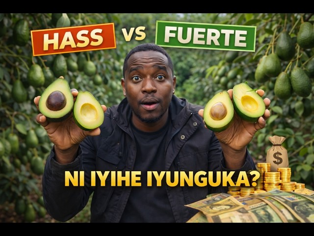 Hass vs Fuerte: Ni Iyihe Yinjiza Ama Miliyoni mu Rwanda? 🥑🔥 (Ukuri Nyako)