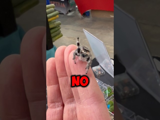 This Is A Jumping Spider And Here’s Why You Shouldn’t Hate Them (📷:ophelia_the_monster)