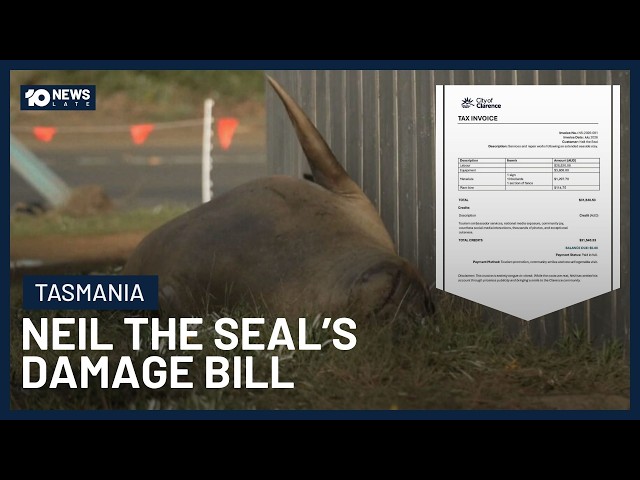 Neil The Seal’s Wild Damage Bill Revealed After Month Of Chaos In Tasmania | 10’s Late News