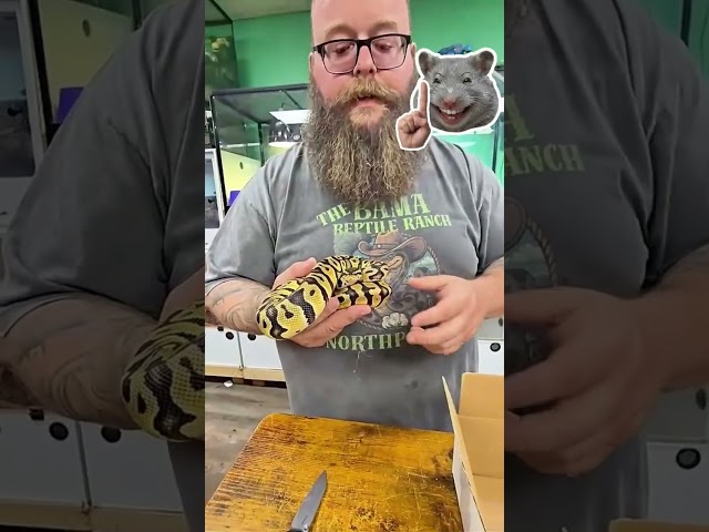 I Bought a Collection of 20 Ball Pythons… Which 5 Should I Keep?