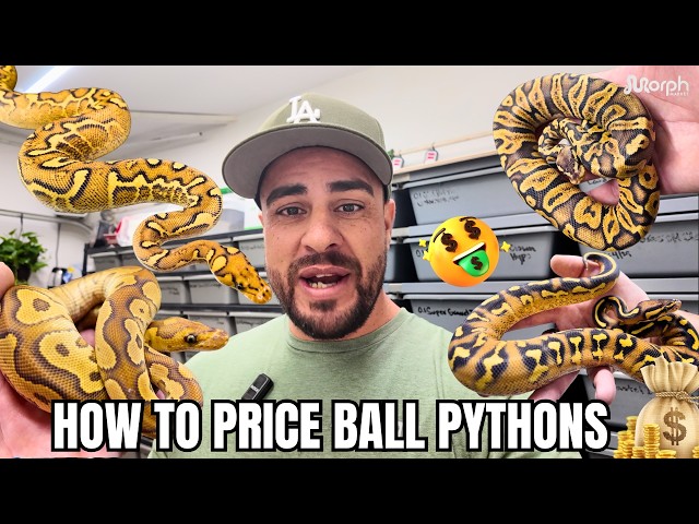 How To Price Your Ball Pythons On MorphMarket... THE SMART WAY!