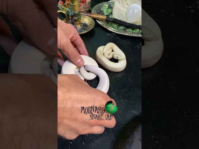 🐍 I won’t give up! 🧪