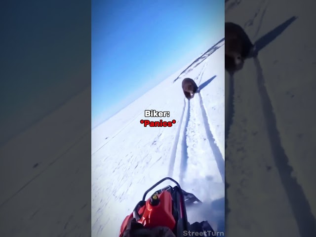 Biker Chases a Bear Through the Snow! 🐻🏍️❄️