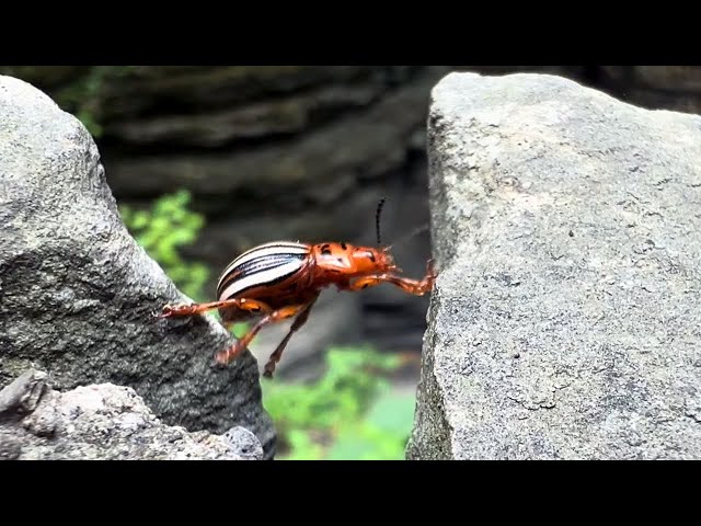 Watkins Glen Gorge Trail Potato Beetle