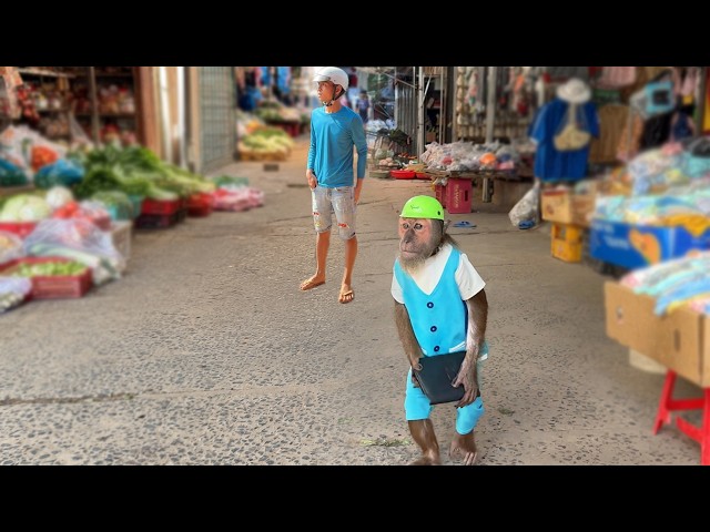 Too cute ! Dad Goes Market Without Wallet & monkey CUTIS’s smart Reaction
