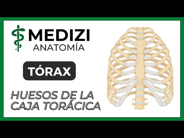 Anatomy of the Thorax - Bones of the Rib Cage
