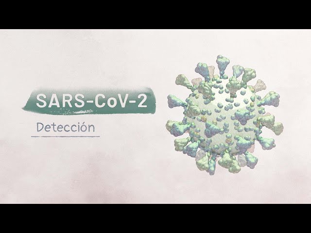 La biología del SARS-CoV-2: Detección | Video HHMI BioInteractive