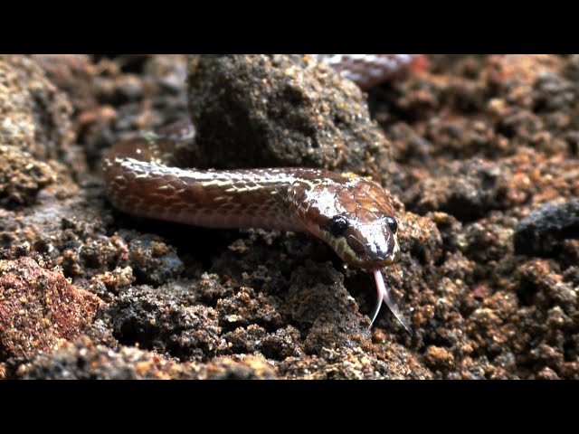 Common Wolf Snake Rescue From: Naripur, Odisha, India