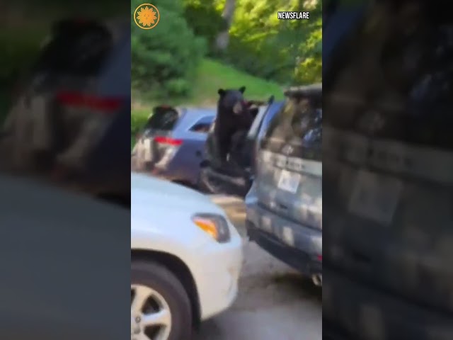 Watch: Bear gets stuck inside family's car #shorts