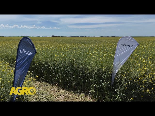 La colza se planta fuerte: Negocio, tecnología y altas respuestas en el sudeste (#1161 2025-11-08)