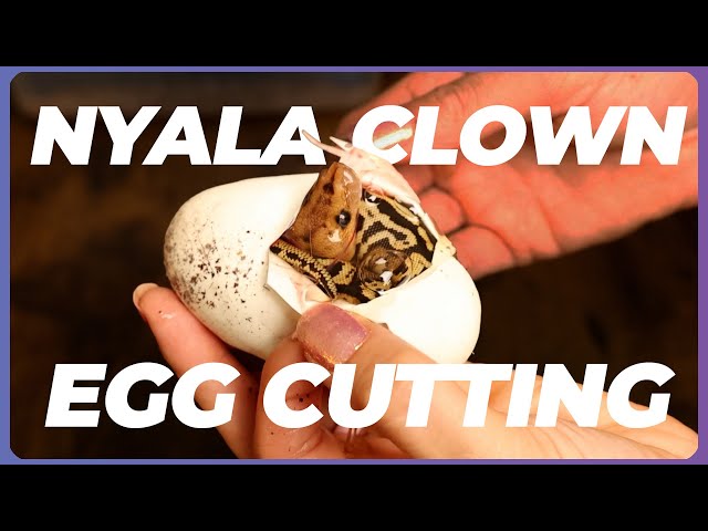 INSANE World's First NYALA CLOWN Clutch Cutting! | #ballpython #snake #reptiles