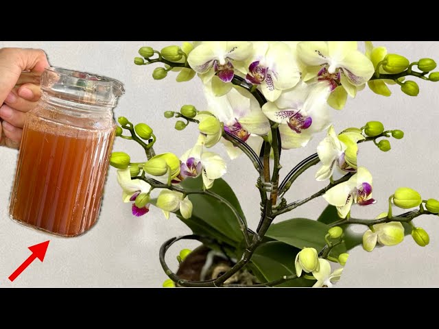 One glass per week! Orchids will immediately produce new roots and flowers.