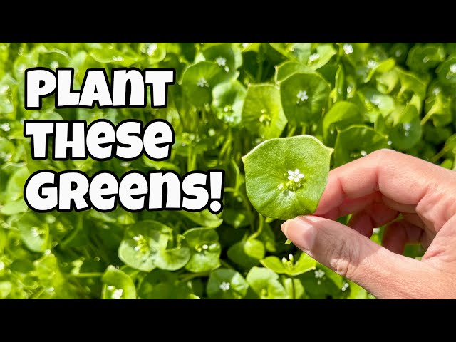 3 Easy to Grow Leafy Greens that Self Seed! 