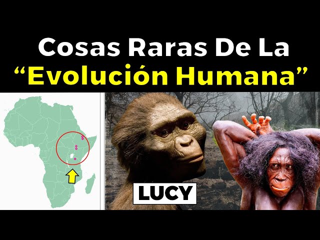 The strange story of Australopithecus and "Lucy"