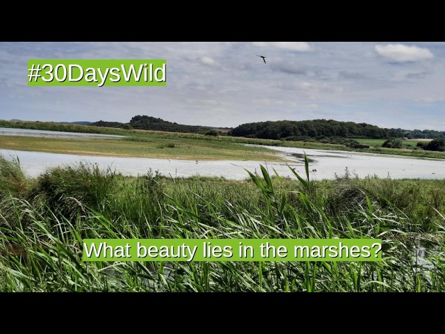 A marshland adventure awaits! What plants, inverts, and birds will I meet? #30dayswildchallenge