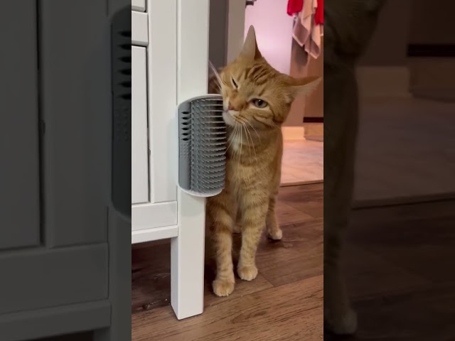 CATNIP SCRATCHER 🤯😱