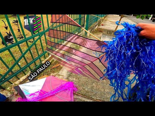 PIPA DENTRO DO PORTÃO PROBLEMA É O COELHO QUE NÃO GOSTA DE XEPEIRO