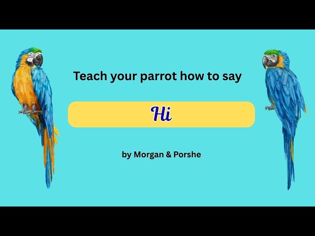 012 Hi.  Teach parrot how to talk.