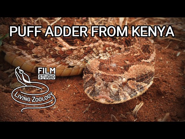 Deadly venomous Puff adder (Bitis arietans) from Kenya, huge viper species, dangerous snake, Africa
