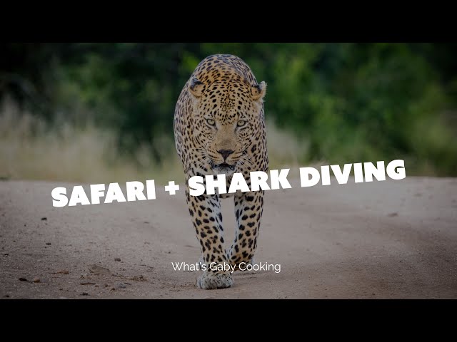 The Ultimate Vacation: Safari and Shark Diving in South Africa