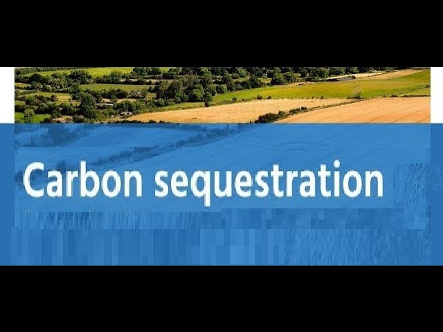 Carbon Sequestration