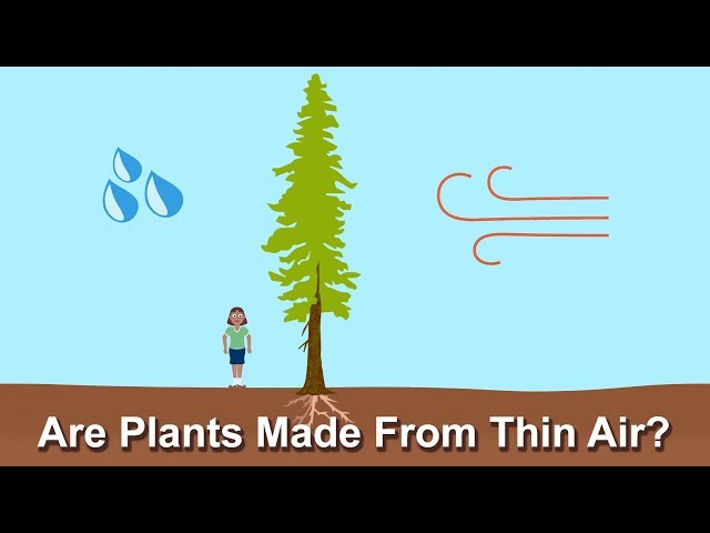 Are Plants Made From Thin Air?