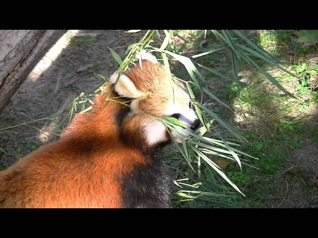 Cassi the Red Panda