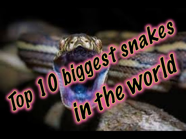 SNAKES - TOP 10 biggest, powerful and danger  in the planet