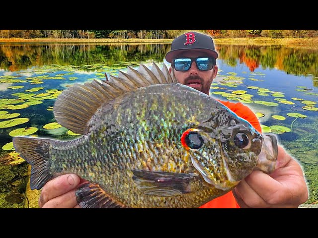 Found a SECRET LAKE with ONLY GIANTS.... Biggest REDEAR *Shellcrackers* We've EVER SEEN!!! (Unreal)