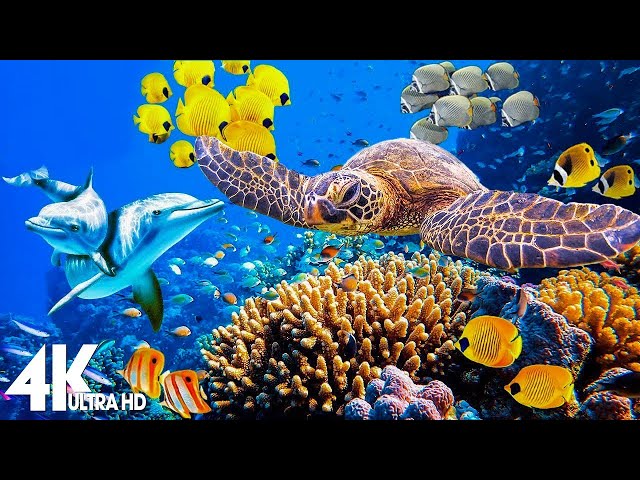 3 HOURS of 4K Underwater Wonders 🌊 Relaxing Ocean Music with Coral Reefs & Colorful Sea Life in UHD