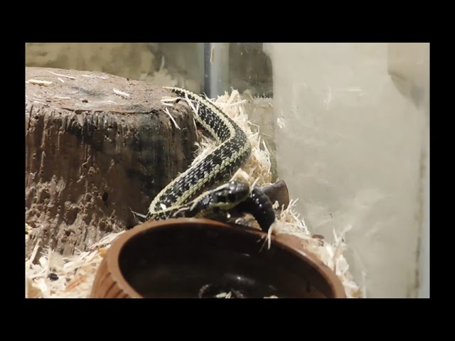 Garter snakes eating