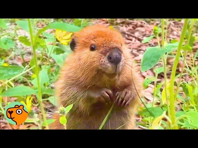 Baby Beaver Found In a Field Dances With Joy | Cuddle Buddies