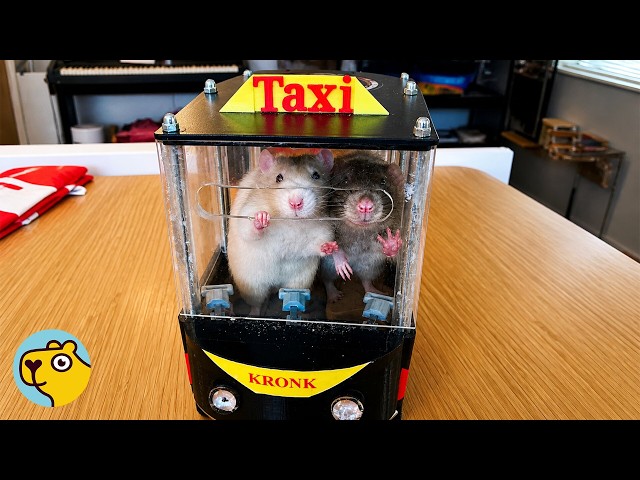 Rats Enjoy Driving Tiny Cars And Actually Steer Them