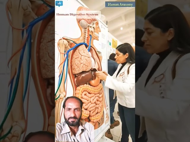 Human digestive system artificial structure insani jisam ka androoni manzar