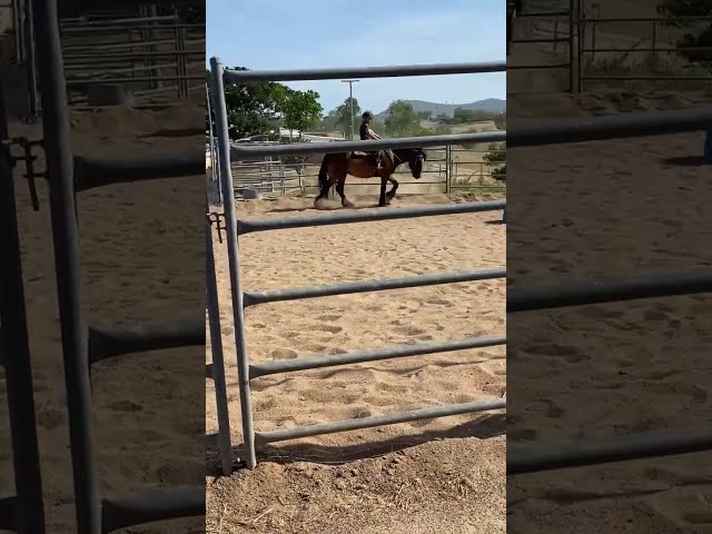 New school horse? Triple C Suzie Que aka "Matilda"