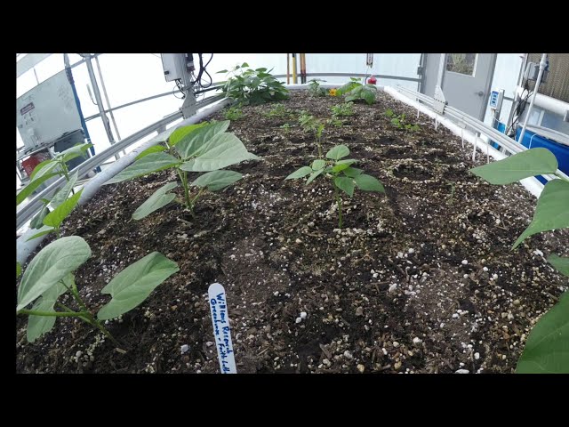 Farmbot Time Lapse