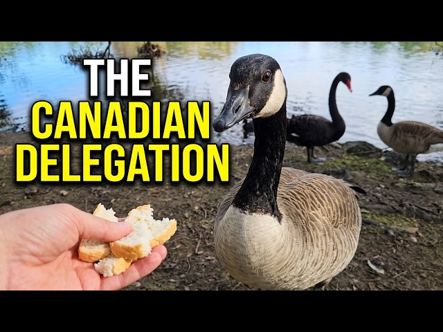 The Canadian Delegation Arrives  :  A High Level Meeting About Bread
